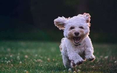 Vivre en résidence avec son animal, c’est possible!