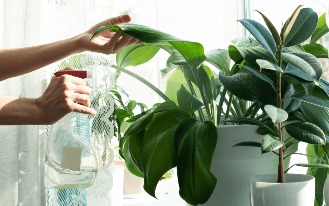 Plantes faciles à entretenir pour un foyer accueillant