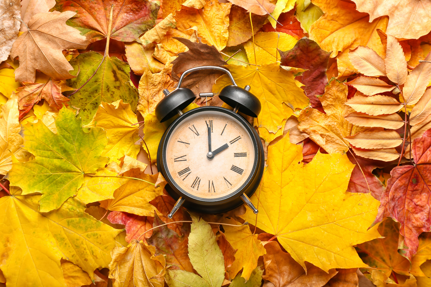 Un réveil noir ancien posé sur un tapis de feuilles d'automne colorées.
